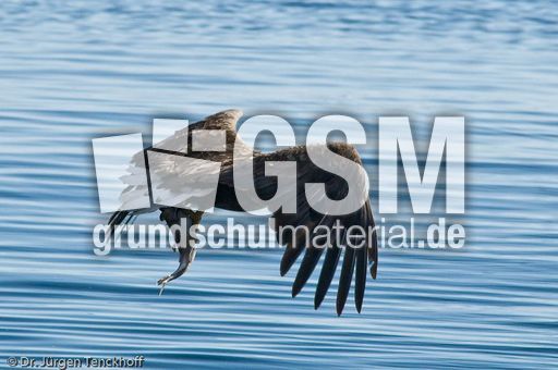 Seeadler (9 von 11).jpg